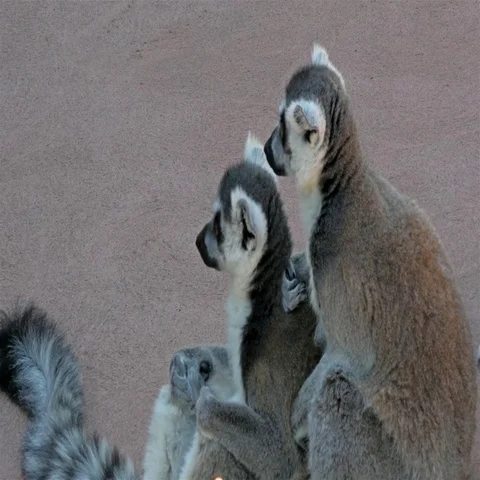 4K LEMURS RELAXING Stockbeeldmateriaal 69637941
