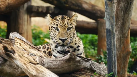 4k of leopard lying down on the tree Video stock 123883625