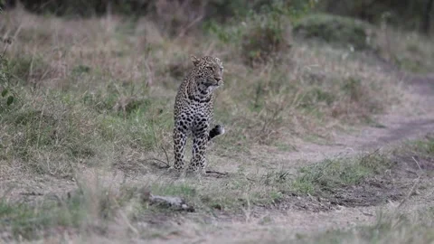 4K Leopard Stopping and Walking | Alert Big Cat Wildlife Behavior Scene Stock Footage 317694715