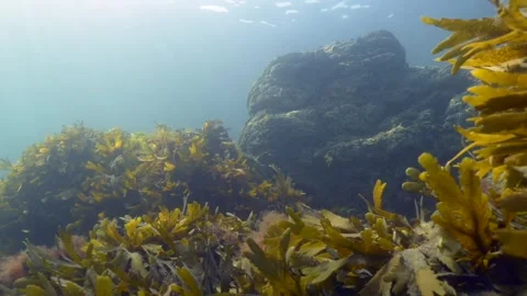 4K light breaking over a algae reef off the Welsh coast, UK 動画素材 321647092