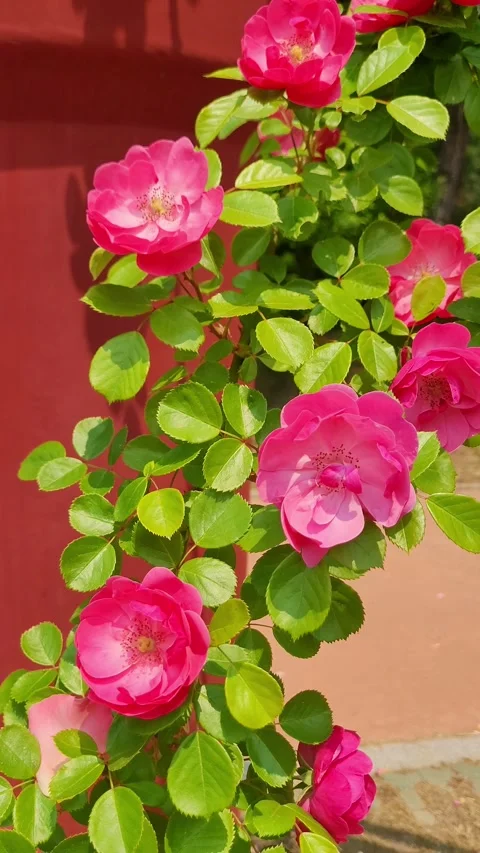 4K Light Red Roses May Botanical Garden Stock Footage 330198702