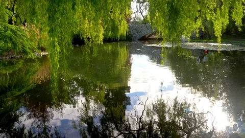 4K Light Reflection on Beautiful Park Pond, Drooping Willow Trees Landscape Stock Footage 77467929