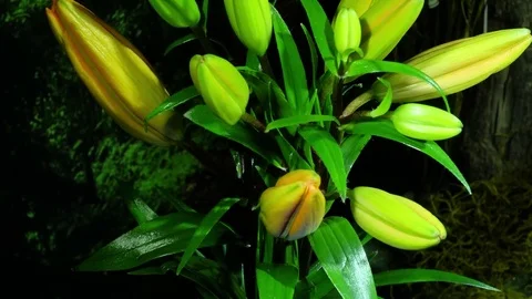 4K Lillies Orange  스톡 동영상 78647093