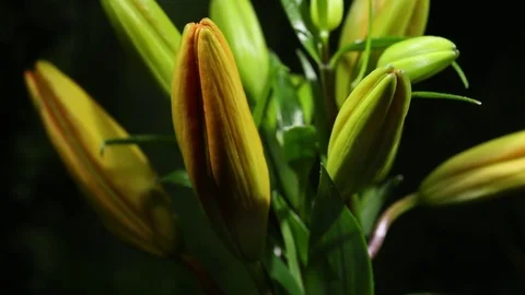 4K Lillies Orange Moco 스톡 동영상 78647056