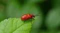 4K Lily Leaf Beetle (Lilioceris lilii) 1 4k or 4k+ Resolution