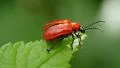 4K Lily Leaf Beetle (Lilioceris lilii) Takes Flight 1 4k or 4k+ Resolution