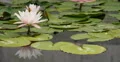 4K Lily Pad 06 Reflections on water 4k or 4k+ Resolution