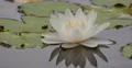 4K Lily Pad 07 Reflections on water 4k or 4k+ Resolution