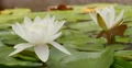 4K Lily Pad 08 Reflections on water 4k or 4k+ Resolution