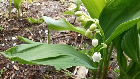 4K Lily of the valley buds starting to bloom, often on the first of May. Stock Footage 129334913