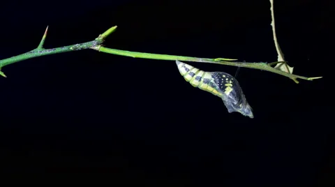 4K lime butterfly emerging from chrysalis on black background. ( Begin ) 库存影片 64268731