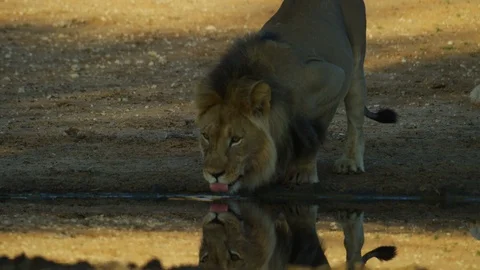 4K - Lion - large black-maned male walks to water and drinks. Africa desert Stock Footage 111342687