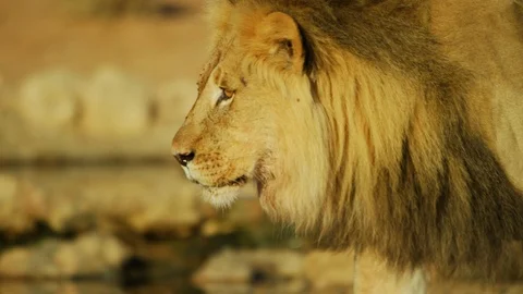 4K - Lion - large black-maned male walking close. Africa wild animal Stock Footage