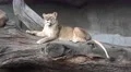 4k Lioness sitting relaxed on fallen tree mountain wall 4k or 4k+ Resolution