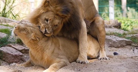 4K - Lions mating Stock Footage 120118566