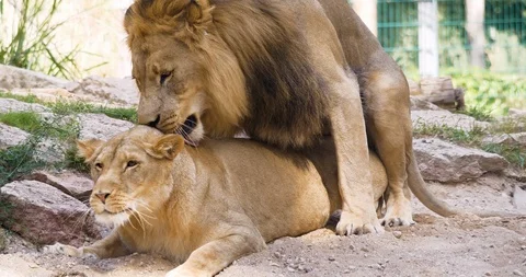 4K - Lions mating. Full scene Video stock 118844636
