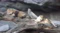 4k Lions sitting relaxed on fallen tree mountain wall 4k or 4k+ Resolution