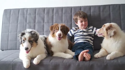 4k. little boy playing with three Small Australian shepherd puppy dog on couch Stock Footage 150782386