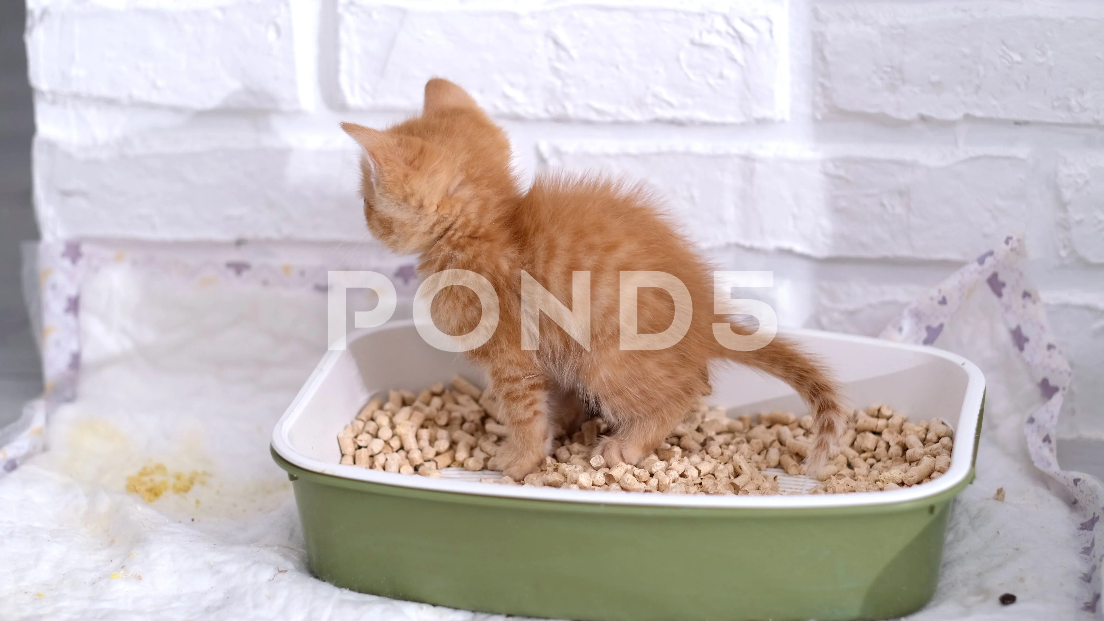 Why Is My Cat Peeing On Things And How Do Stop The, 48 OFF