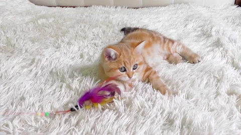 4k little red ginger striped kitten lying and playing on white bed. Stock Footage 154987435
