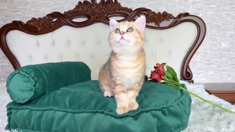 4k little red ginger striped kitten and red flowers on green cat bed in bedroom. Stock Footage 155015166