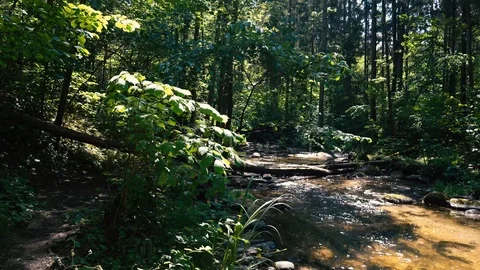 4K Little river in the forest on a sunny day. Stock Footage 110304053