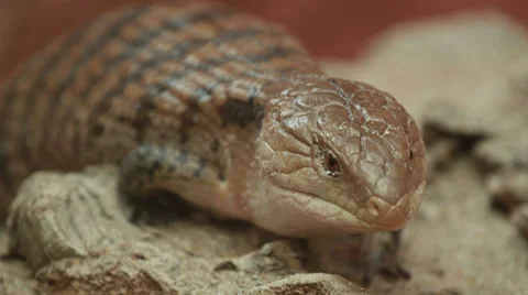 4k Lizard close up shot with red camera. Stock Footage 32246482