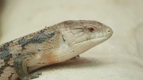 4k Lizard close up shot with red camera. Stock Footage 32247085