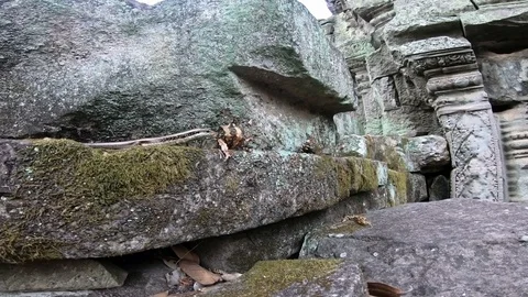 4k, Lizard on rock. Common known as many-lined sun skink. Ta Promt Temple.-Dan Stock Footage 119056358