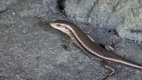 4k Lizard on rock. Common known as many-lined sun skink. Angkor Thom Temple.-Dan Stock Footage 119056361