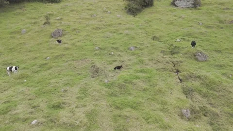 4K Log Drone Flying Back Revealing Cows Grazing and Resting on Green Hillside Stock Footage 274098599