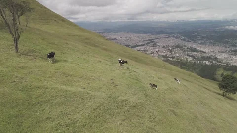 4K Log Drone Flying Sideways Revealing Green Hillside with Cows and City Ecuador Stock Footage 274113792
