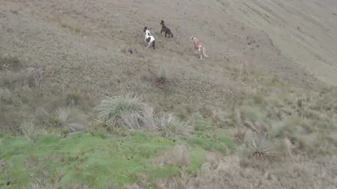 4K Log Drone Following 3 Horses Running in the Wildness Cuenca Ecuador Stock Footage 274290884