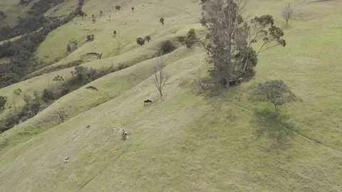 4K Log Drone Orbiting around Cows Trees and Hut on Green Hillside Cuenca Ecuador Stock Footage 274113870