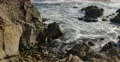 4K Lone Cypress 14 Tilt Up Sunset Ocean 17 Miles Drive Monterey California 4k or 4k+ Resolution