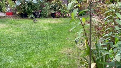 4K lone grey squirrel in garden lawn, alert running away Stock Footage 212968351