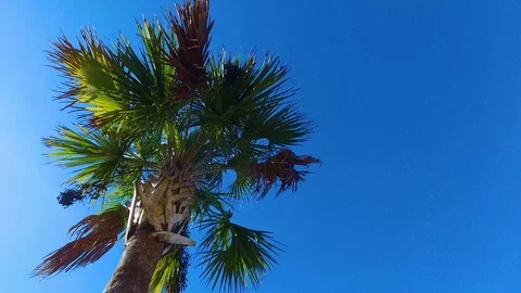 4K Lone Palm Tree 库存影片 111031345