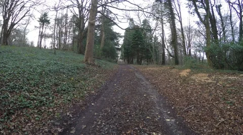4K lonely forest road surrounded by many trees filmed in autumn Stock Footage 45765460