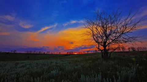 4K lonely tree on sunset background Stock Footage 80365411