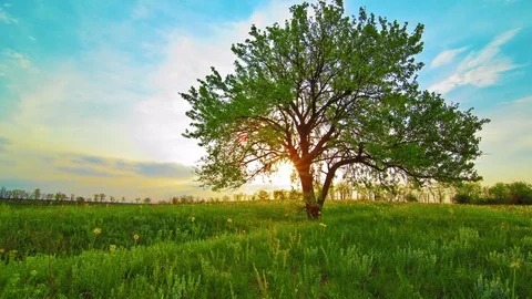 4K lonely tree on sunset background Stock Footage 80367063
