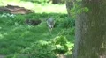 4k Lonesome wolf walking relaxed in grassy landscape 4k or 4k+ Resolution