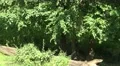 4k Lonesome wolf walking in shadow under trees 4k or 4k+ Resolution