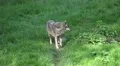 4k Lonesome wolf walking in sunny grassy landscape 4k or 4k+ Resolution