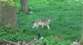 4k Lonesome wolf walking in sunny grassy landscape 4k or 4k+ Resolution