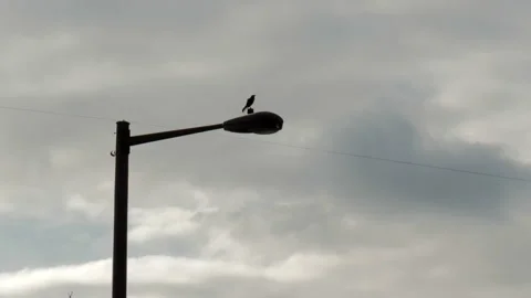 4K LONG SHOT TIME LAPSE OF LIGHT POLE WITH BIRD AND CLOUDS Stock Footage 132074662