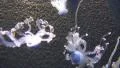 4k Long version Jellyfish with blue illumination rotating fish tank 4k or 4k+ Resolution