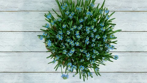 4K longer timelapse many tiny blue spring flowers Stock Footage 104697573