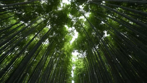 4K Looking Up Moving through Bamboo Forest in Japan 스톡 동영상 150819085