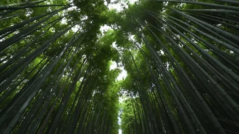 4K Looking Up Moving through Bamboo Forest in Japan 스톡 동영상 150829056