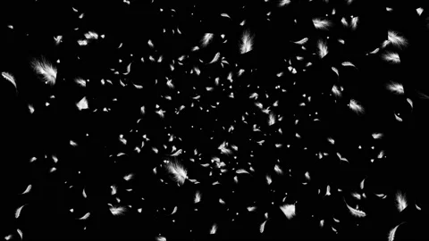 4K Loop Beautiful white feathers filling explode in the air and then slowly Stock Footage 178005771